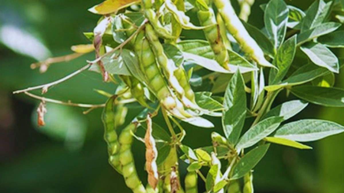 ICRISAT ने विकसित की अरहर की नई किस्म, जो भीषण गर्मी में भी देगी अच्छा उत्पादन