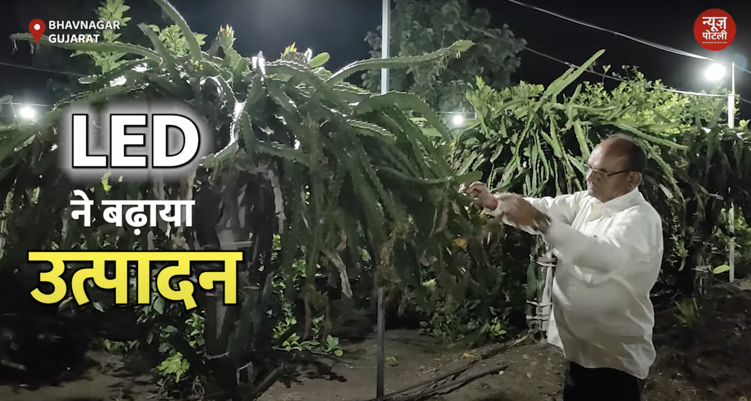 गुजरात के किसान ने LED लाइट से बढ़ाई ड्रैगन फ्रूट की पैदावार, प्रति एकड़ 3 लाख तक की अतिरिक्त कमाई