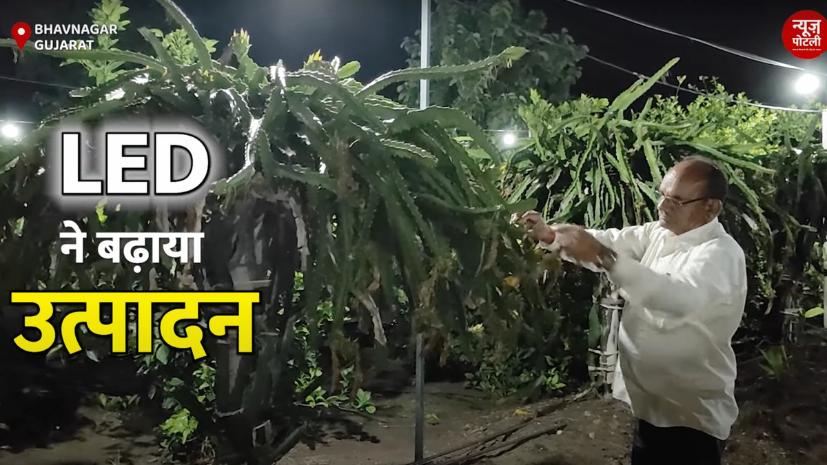 गुजरात के किसान ने LED लाइट से बढ़ाई ड्रैगन फ्रूट की पैदावार, प्रति एकड़ 3 लाख तक की अतिरिक्त कमाई