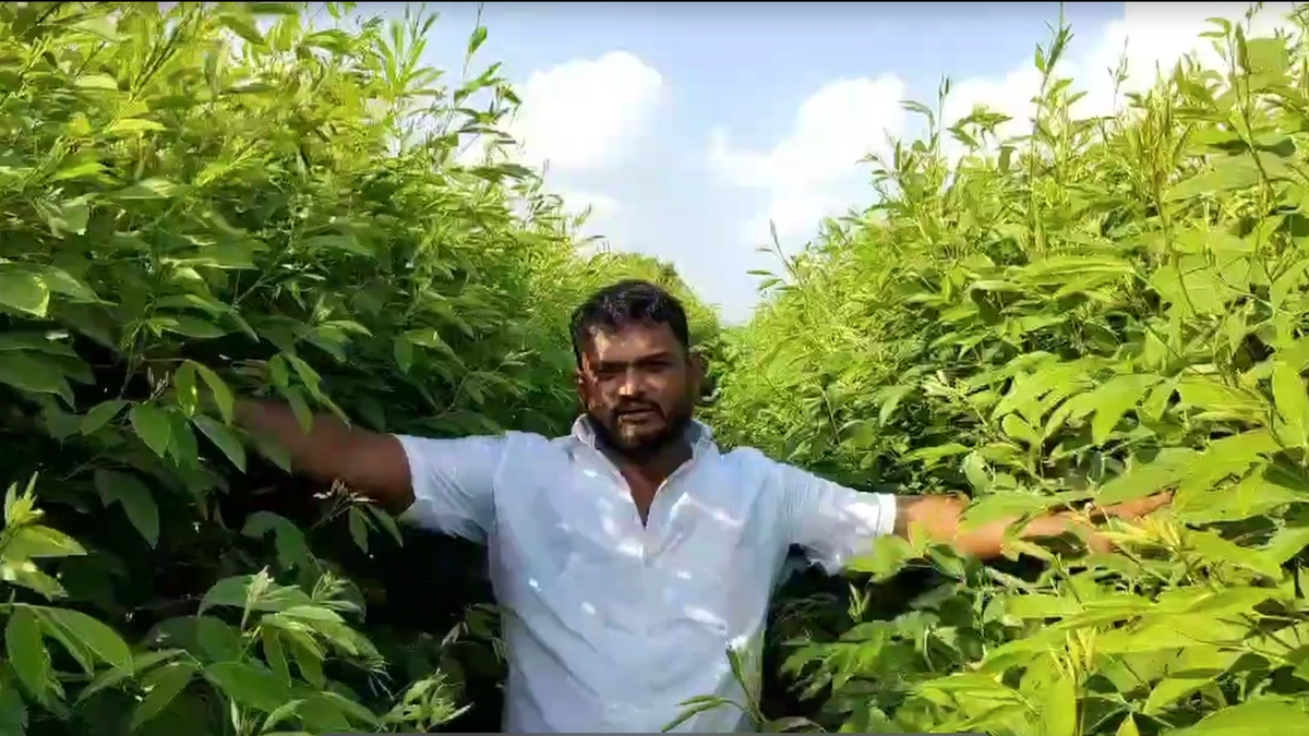 महाराष्ट्र के इस युवा किसान ने तुअर उत्पादन में बनाया नया रिकॉर्ड