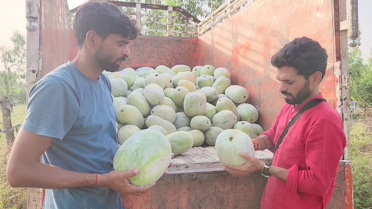 पेठा वाले कद्दू की खेती: खबहा की ये किस्में देंगी मुनाफा