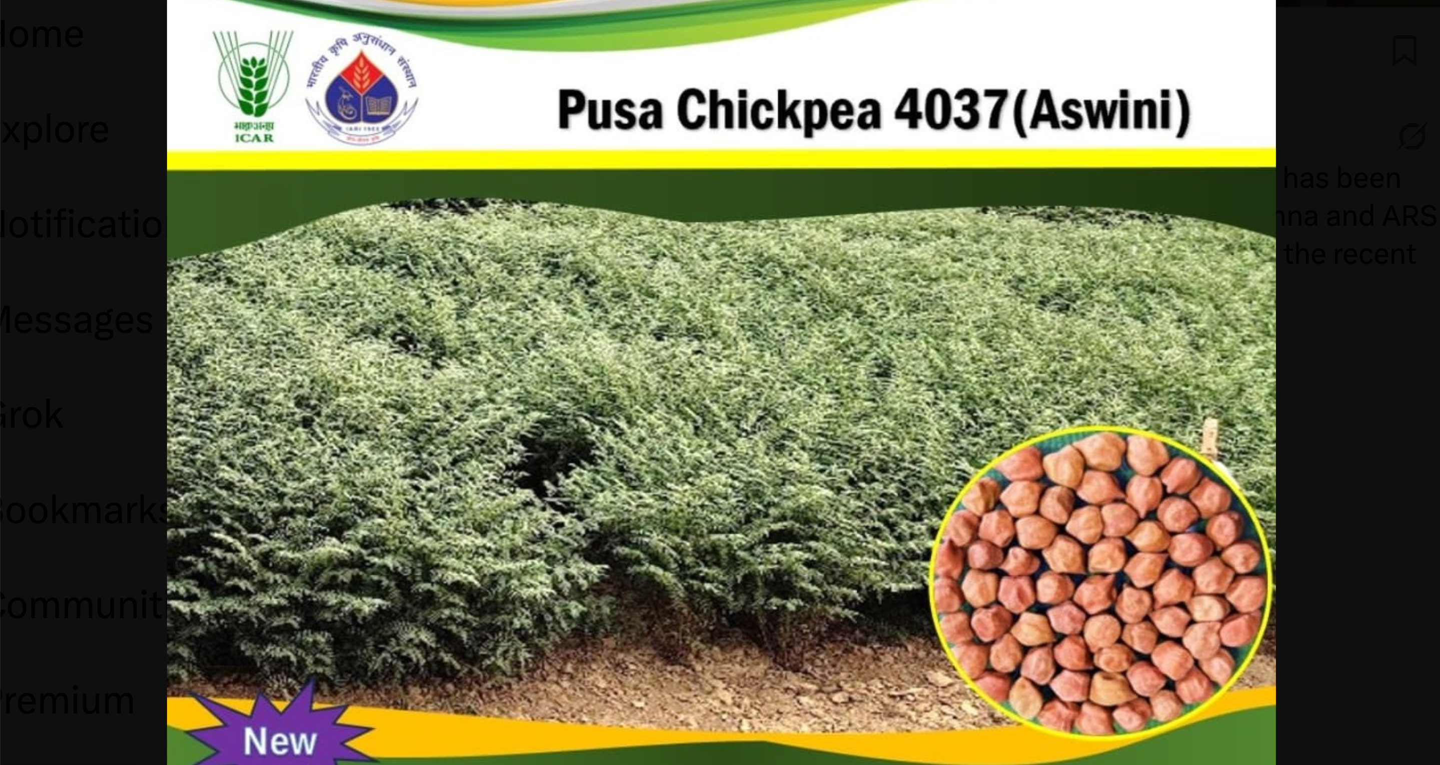 पूसा ने विकसित की चने की नई उन्नत किस्म पूसा चना 4037 (अश्विनी), 36 क्विंटल प्रति हेक्टेयर देगी उपज