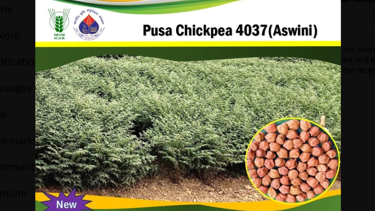 पूसा ने विकसित की चने की नई उन्नत किस्म पूसा चना 4037 (अश्विनी), 36 क्विंटल प्रति हेक्टेयर देगी उपज