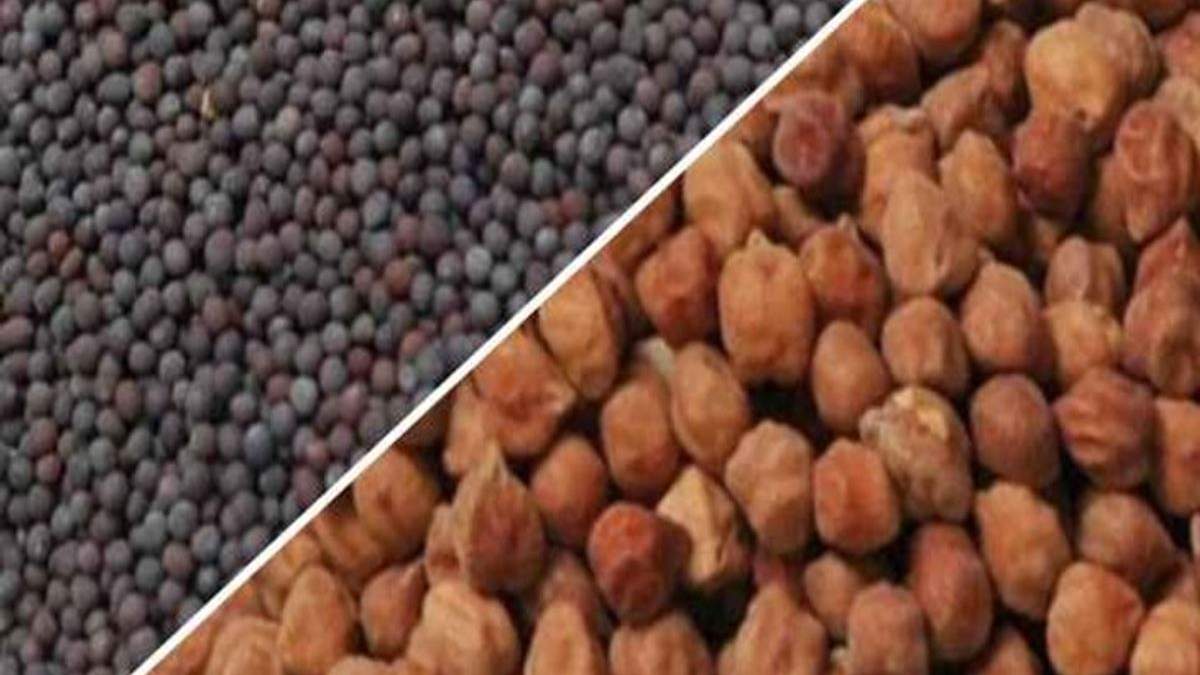 राजस्थान में 13.89 लाख मीट्रिक टन सरसों और 6.30 लाख मीट्रिक टन चना खरीद का लक्ष्य, 10 अप्रैल से शुरू होगी खरीद