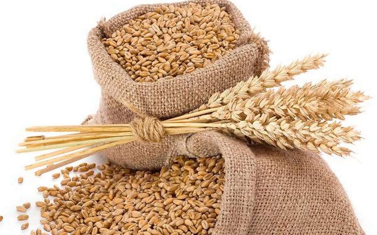 ICAR पूसा में मिल रहे हैं गेहूँ के उन्नत बीज, 9 अक्टूबर तक किसान खरीद सकते हैं बीज