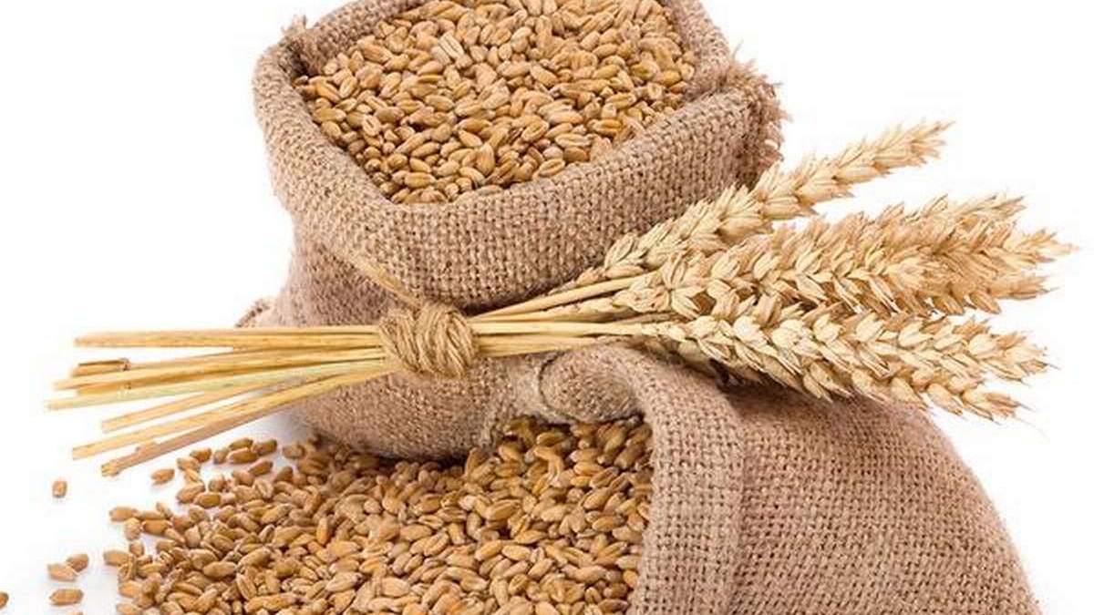 ICAR पूसा में मिल रहे हैं गेहूँ के उन्नत बीज, 9 अक्टूबर तक किसान खरीद सकते हैं बीज