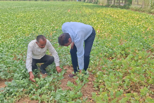 राजस्थान के किसानों के लिए मोठ की नई किस्म, जानें फायदे