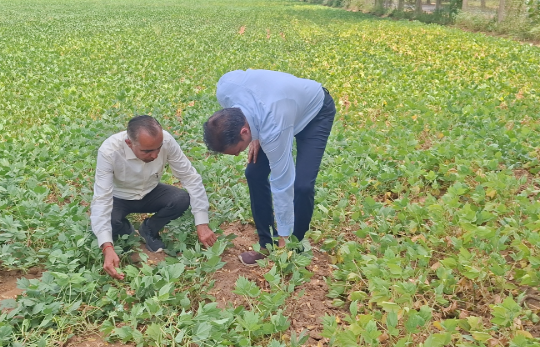 राजस्थान के किसानों के लिए मोठ की नई किस्म, जानें फायदे