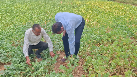 राजस्थान के किसानों के लिए मोठ की नई किस्म, जानें फायदे