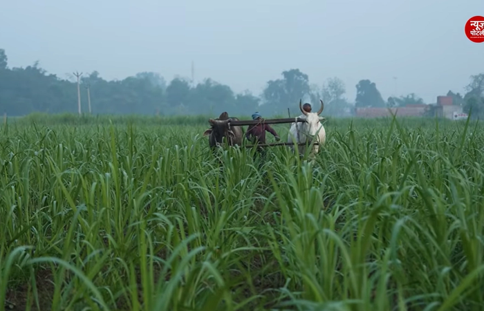 AgriStack के तहत 11 करोड़ Farmer ID बनाने के लक्ष्य में अब तक 10.28 करोड़ Farmer ID तैयार की जा चुकी हैं।