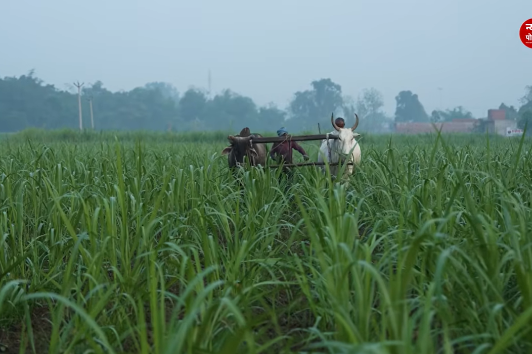 AgriStack के तहत 11 करोड़ Farmer ID बनाने के लक्ष्य में अब तक 10.28 करोड़ Farmer ID तैयार की जा चुकी हैं।