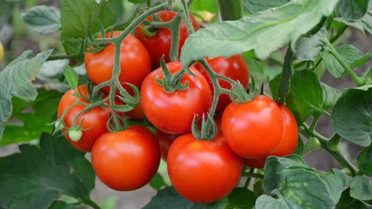 सरकार ने बाजार हस्तक्षेप योजना(MIS)में किया बदलाव, फसलों की खरीद सीमा 20 से बढ़ाकर 25 प्रतिशत की गई
