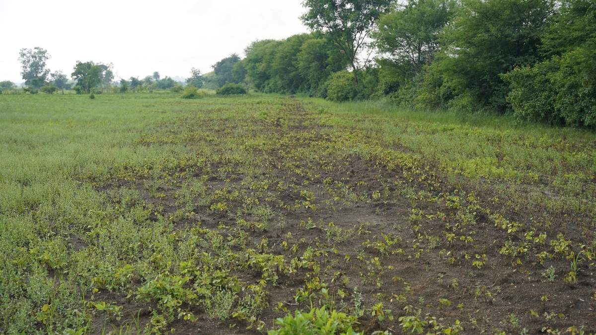नकली केमिकल से सोयाबीन की फसल को नुकसान, कंपनी का लाइसेंस निलंबित