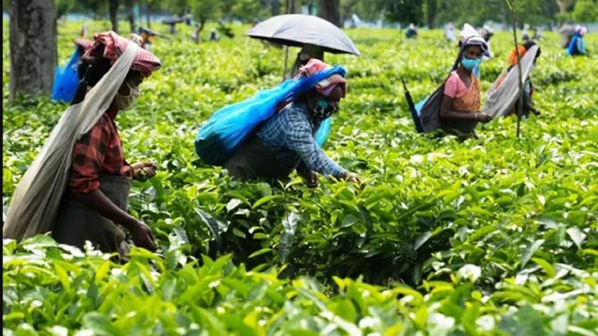 बिहार में चाय की खेती पर सरकार देगी 50% अनुदान, आवेदन की प्रक्रिया जानिए
