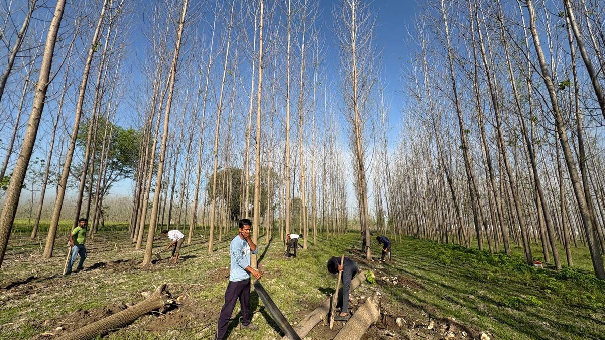 किसानों की आमदनी दोगुनी करने के लिए एग्रोफॉरेस्ट्री को बढ़ावा देने जा रही सरकार