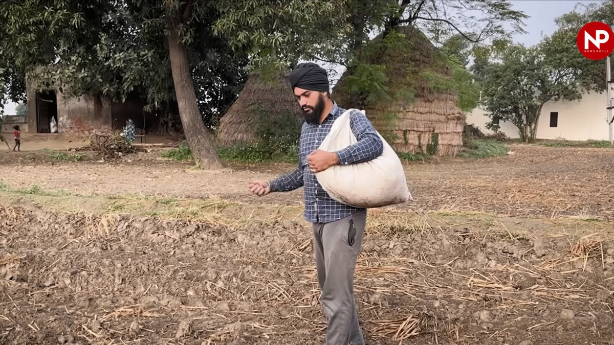 पंजाब में बाढ़ और बारिश से गेहूं की बुवाई पीछे, कृषि विभाग ने सुझाईं देर वाली किस्में