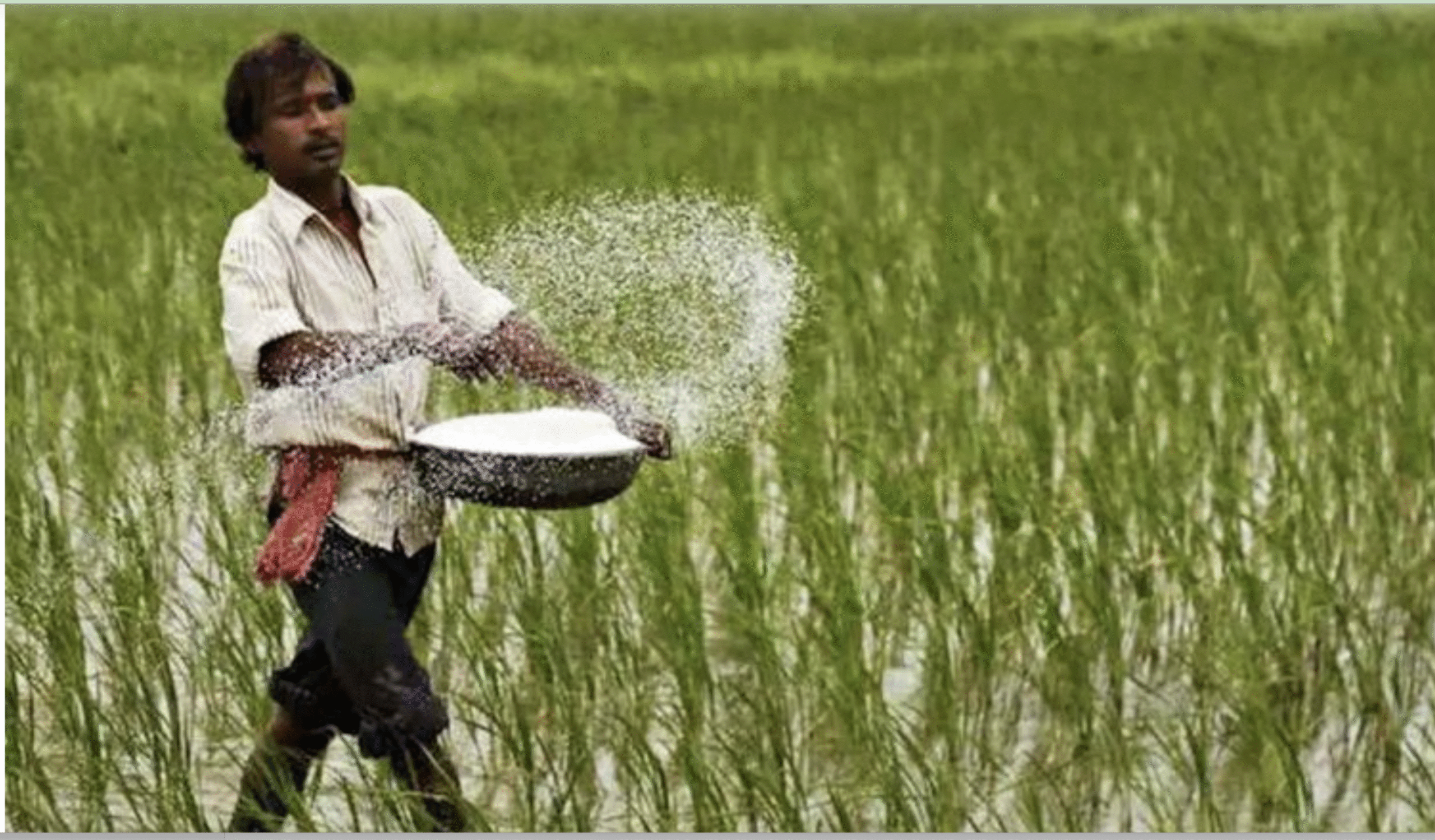 भारत में यूरिया नीति पर बड़ी समीक्षा, केंद्र सरकार ने संसद में कही ये बात