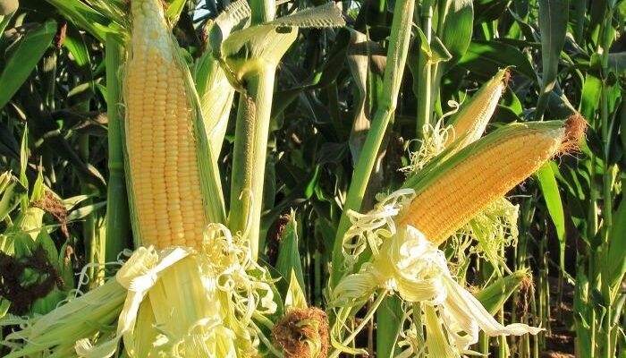 मक्के से बनेगा इथेनॉल, उत्पादन बढ़ाने की मुह‍िम में जुटा IIMR