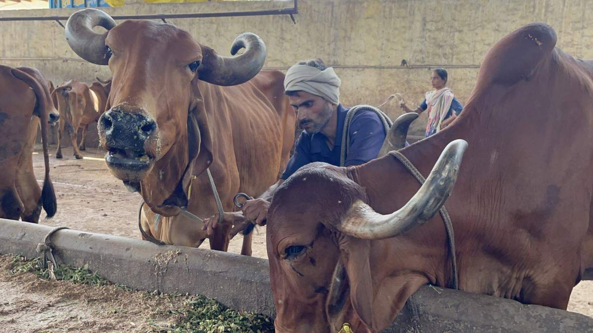 डेयरी किसानों केंद्र सरकार देगी पुरस्कार, जानिए आवेदन करने का तरीका