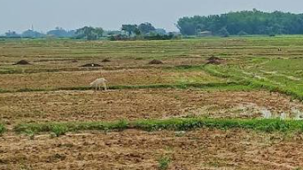 देश में सामान्य से 15% कम हुई मानसूनी बारिश