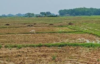 देश में सामान्य से 15% कम हुई मानसूनी बारिश