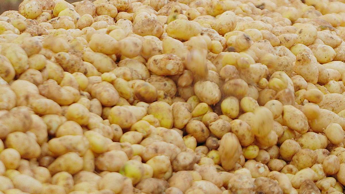 टिशु कल्चर आलू से बंपर उत्पादन, 10 एकड़ से 38 लाख की कमाई