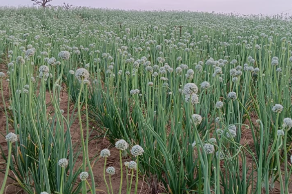 खुद तैयार करें प्याज का बीज, अक्टूबर-नवंबर में करें कंद की बुवाई