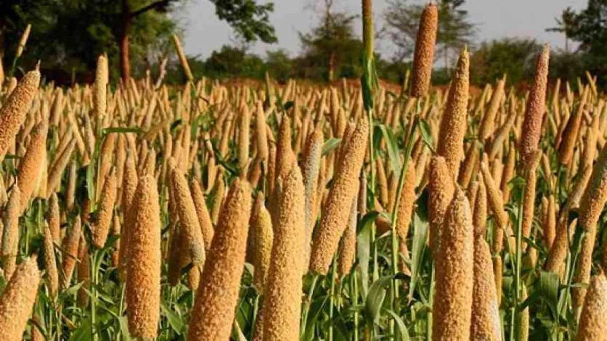 बाजरे की फसल की ऐसे करें देखभाल, राजस्थान कृषि विभाग ने जारी की एडवाइजरी