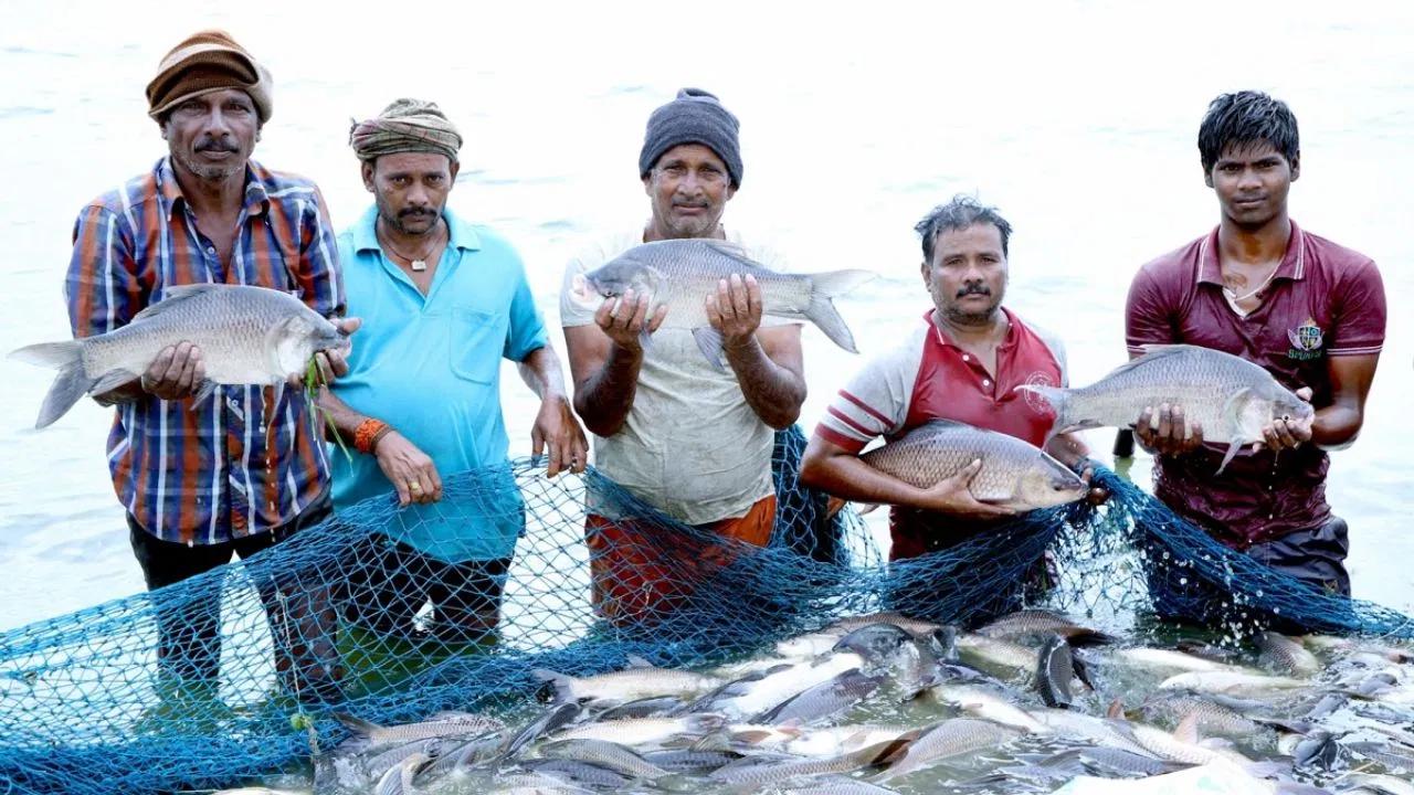 महाराष्‍ट्र सरकार ने मछली पालन को दिया खेती का दर्जा, चार लाख से ज्यादा मछली पालकों को मिलेगा इसका फायदा