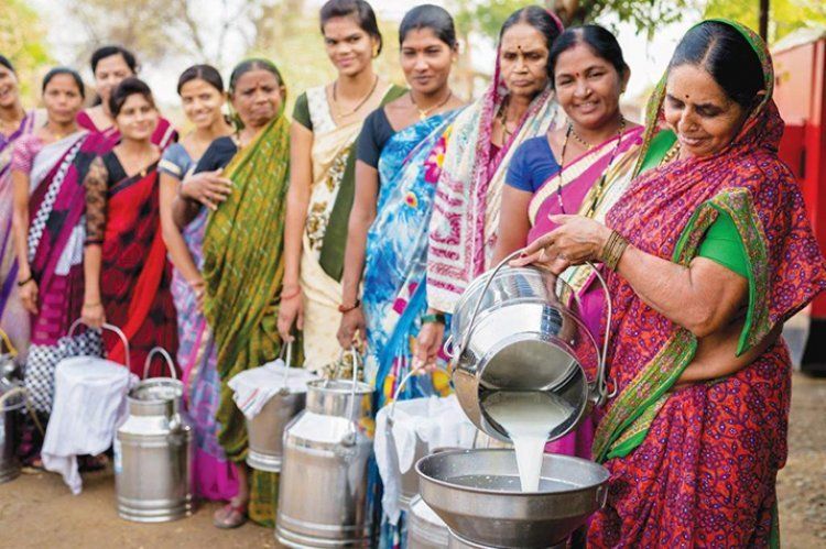 डेयरी फार्मिंग में लगभग 70% कार्यबल महिलाएं हैं, संसद में सरकार का बयान