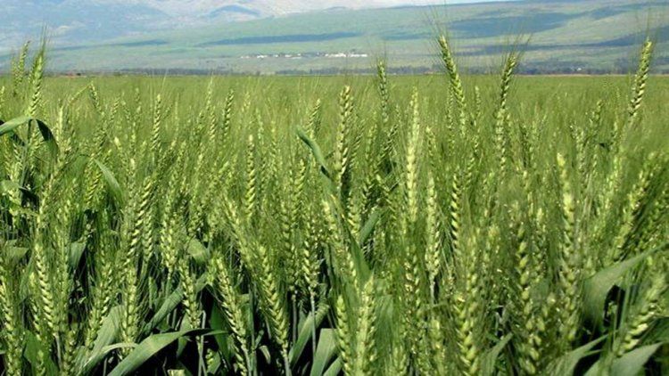 Rabi Crop: धान, गेहूं और दलहन की बुआई में बढ़ोतरी, तिलहन और मोटे अनाज के रकबे में गिरावट