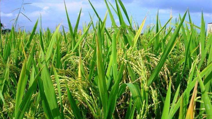 धान समेत दलहन, तिलहन और गन्ना की बुआई बढ़ी लेकिन कपास और जूट में गिरावट