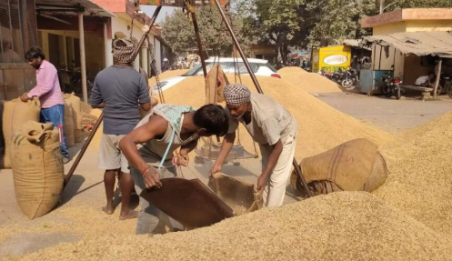 धान खरीद पर सरकार का नया लक्ष्य, पिछले साल से कम होगी खरीद