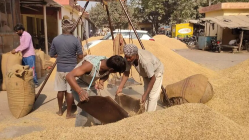 धान खरीद पर सरकार का नया लक्ष्य, पिछले साल से कम होगी खरीद