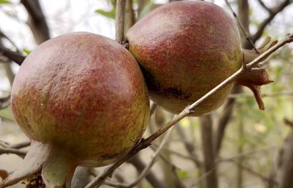 अनार की खेती में इन बातों का ध्यान रखना जरूरी