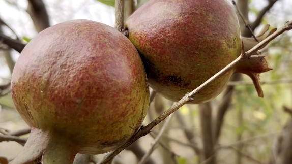 अनार की खेती में इन बातों का ध्यान रखना जरूरी