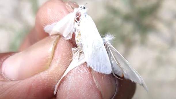 गन्ने की फसल को बोरर कीट से कैसे बचाएं किसान
