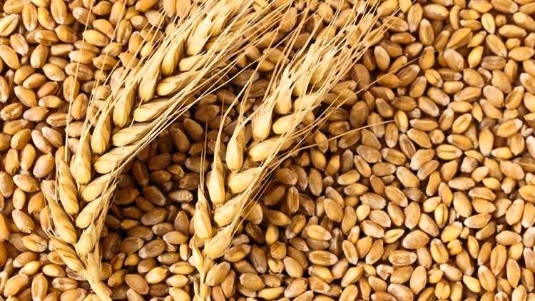 MSP से 30 प्रतिशत अधिक दाम पर बिहार सरकार ख़रीदेगी गेहूं के बीज