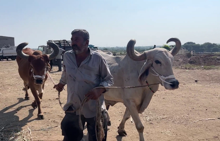 बैलों को आश्रम में रखने को मजबूर किसान