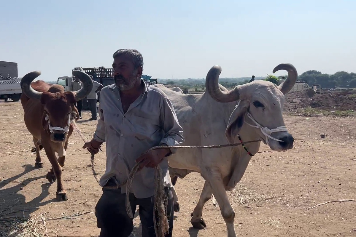 बैलों को आश्रम में रखने को मजबूर किसान
