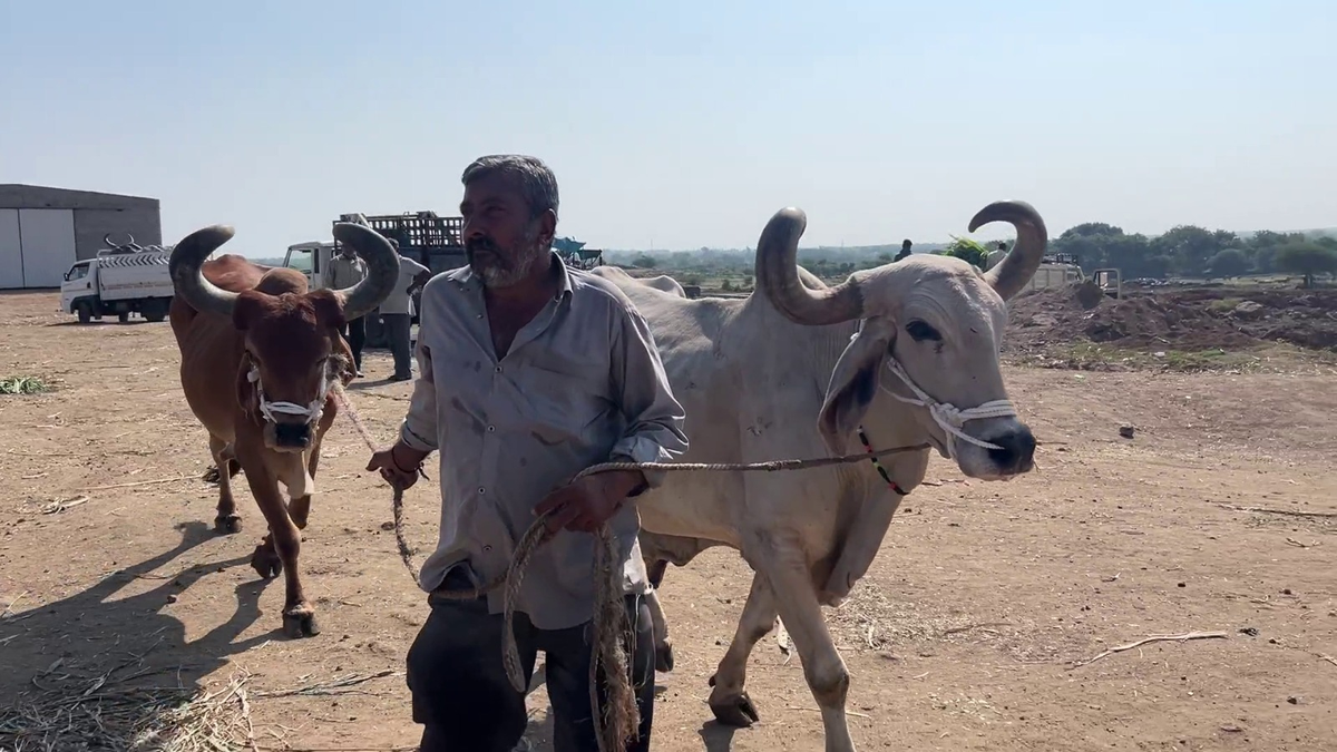 बैलों को आश्रम में रखने को मजबूर किसान