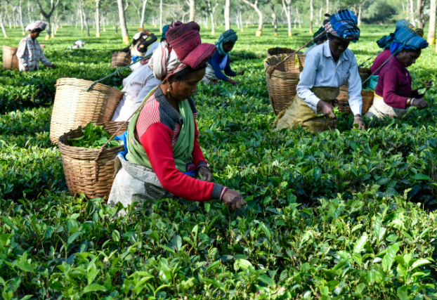 अब AI बताएगा चाय के बागानों का हाल, ISRO और NIT Rourkela के साथ Tea Board की बड़ी पहल