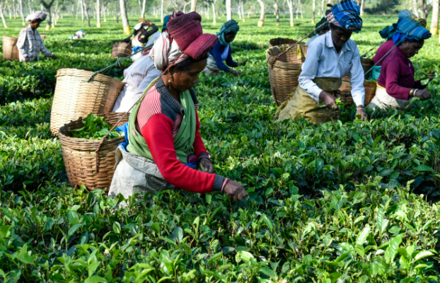 अब AI बताएगा चाय के बागानों का हाल, ISRO और NIT Rourkela के साथ Tea Board की बड़ी पहल