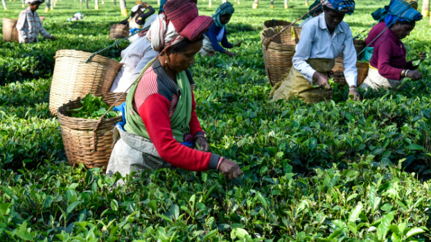 अब AI बताएगा चाय के बागानों का हाल, ISRO और NIT Rourkela के साथ Tea Board की बड़ी पहल