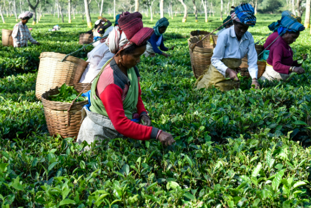 अब AI बताएगा चाय के बागानों का हाल, ISRO और NIT Rourkela के साथ Tea Board की बड़ी पहल