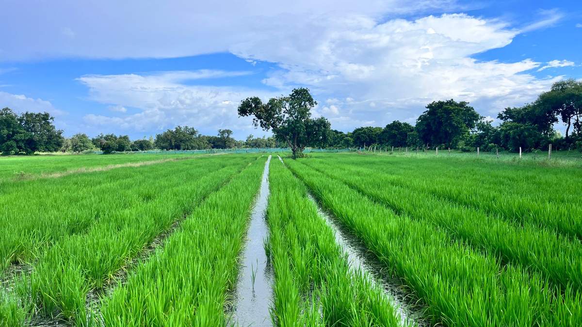 बिजली कटौती और मानसून में कम बारिश, उत्तर प्रदेश में धान किसानों को कई मोर्चों पर जूझना पड़ रहा