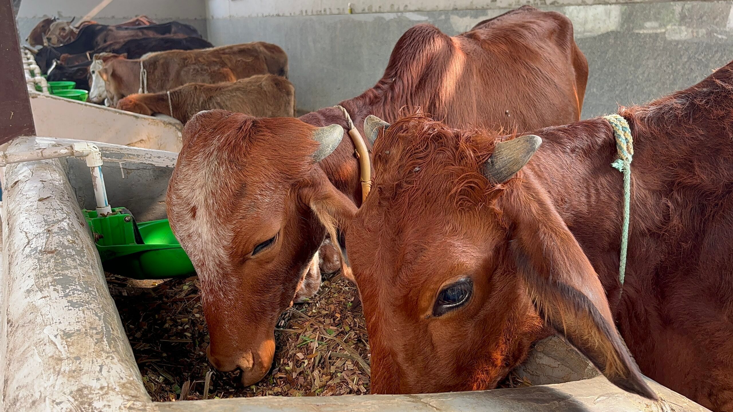 डेयरी बिजनेस के लिए 31 लाख रुपए की सब्सिडी… ऐसे आवेदन कर आप भी उठा सकते हैं फायदा
