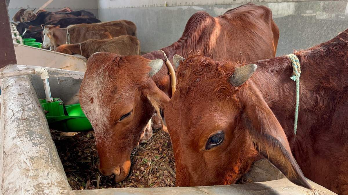 डेयरी बिजनेस के लिए 31 लाख रुपए की सब्सिडी… ऐसे आवेदन कर आप भी उठा सकते हैं फायदा