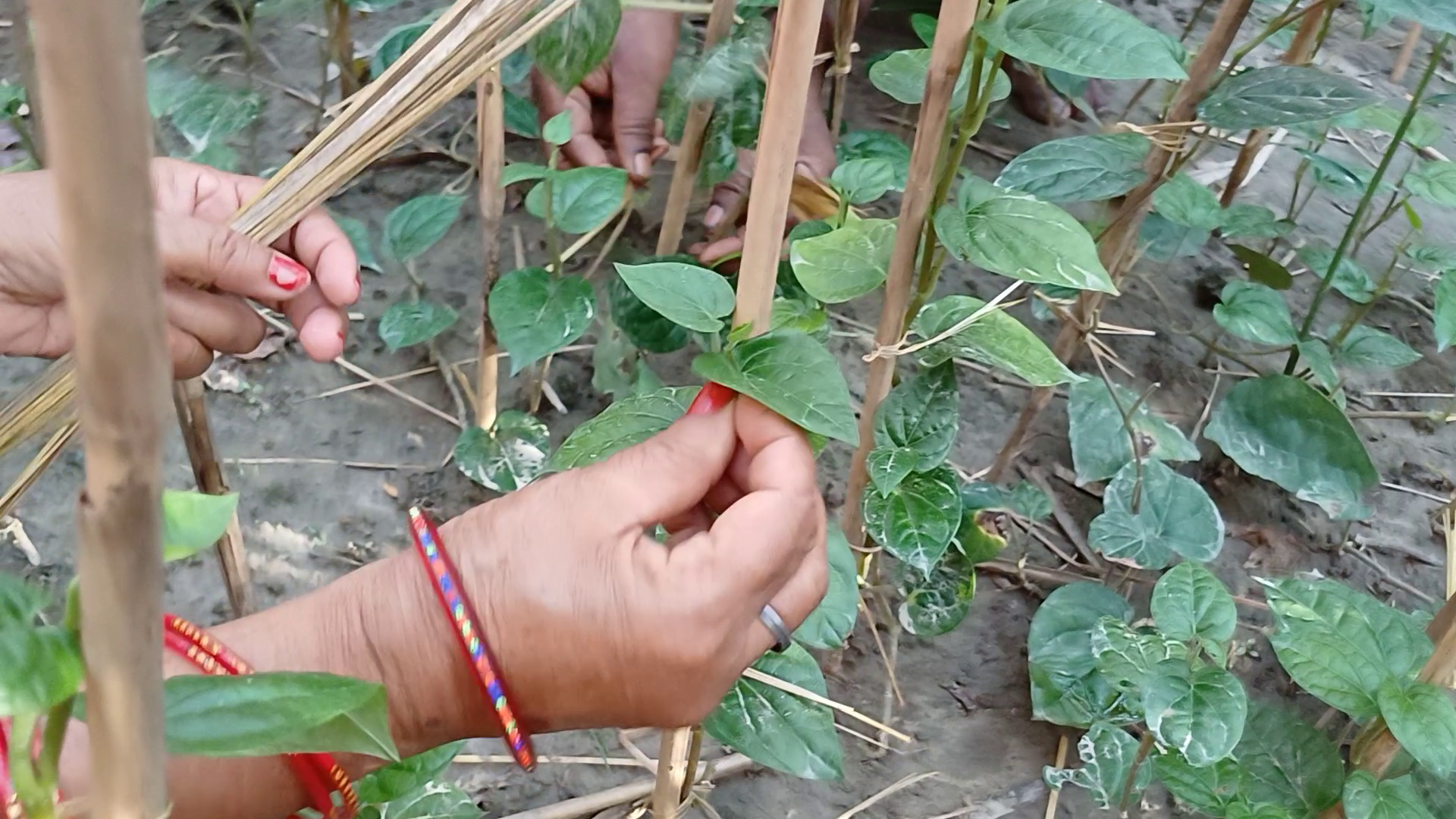 Betel Leaf Farming: लखनऊ का बनारसी पान जो खूब चाव से खाते हैं पूर्वांचल के लोग, क‍िसान ने बताई असल वजह