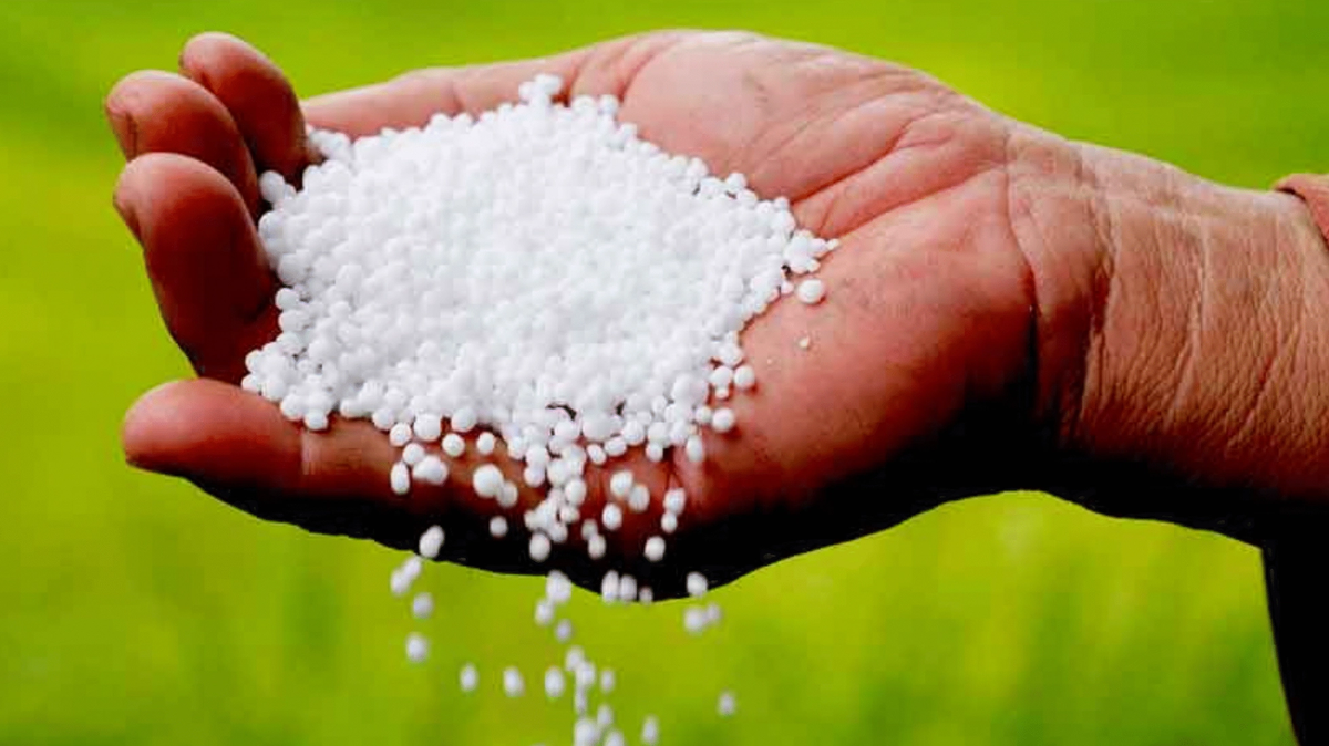 सस्ती होने से यूरिया किसानों की पहली पसंद, बिक्री बढ़ी लेकिन उत्पादन घटा